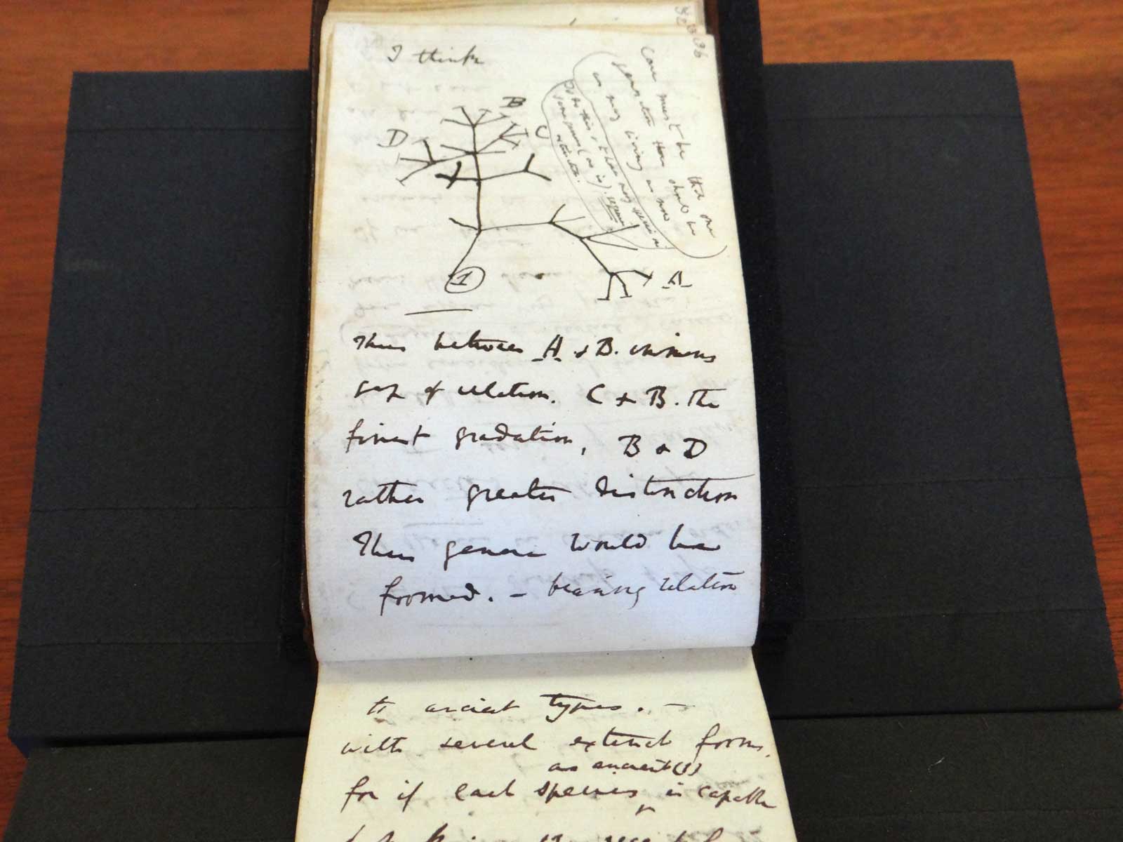A page from Darwin’s 1837 notebook showing the Tree of Life.