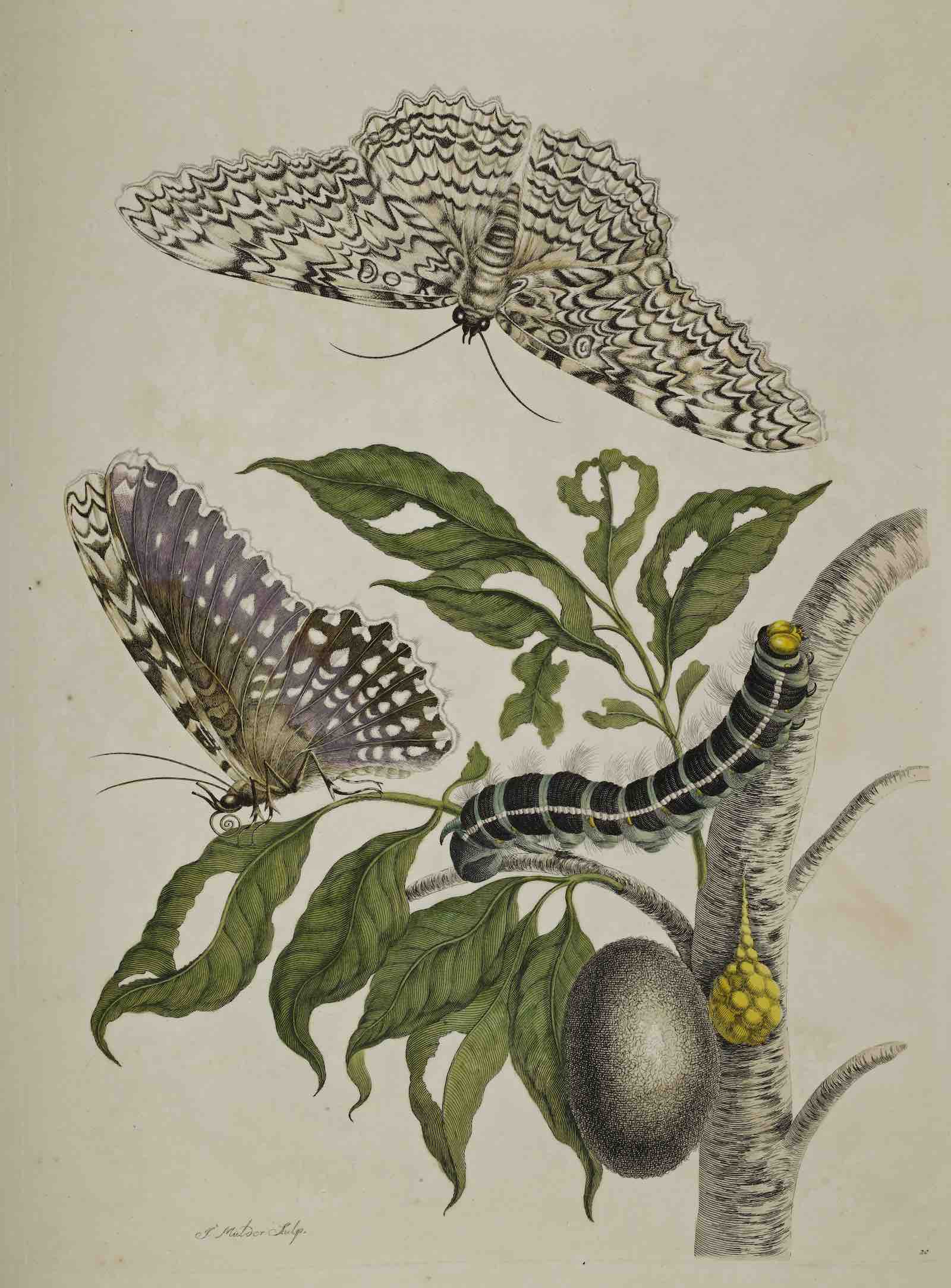 Maria Sibylla Merian, Metamorphosis insectorum Surinamensium (Metamorphosis of Surinamese insects) Amsterdam, 1705