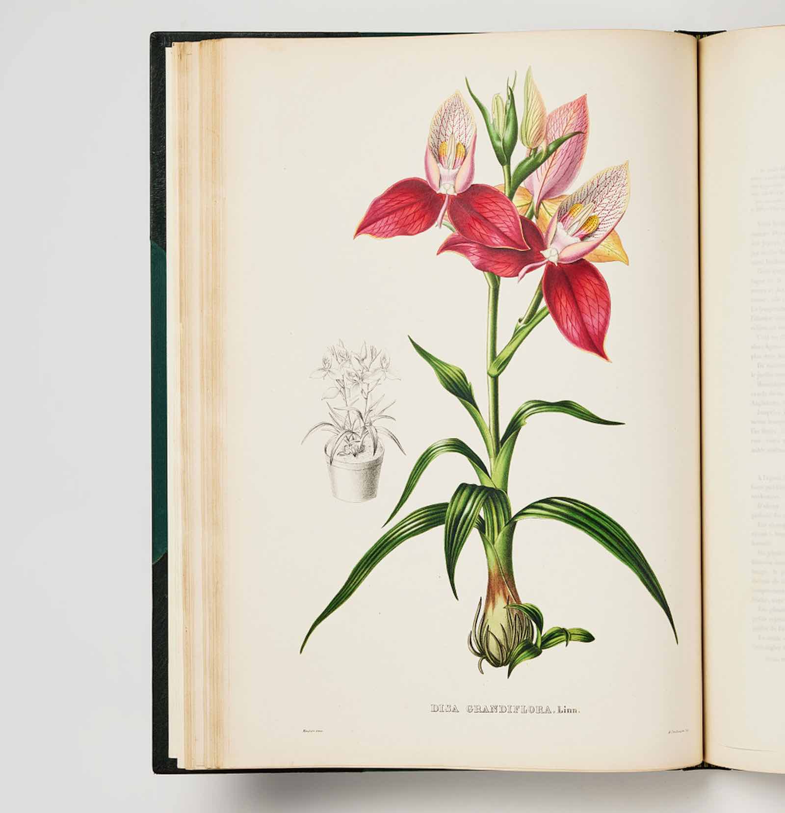 Linden’s beautiful work on orchids from 1860.