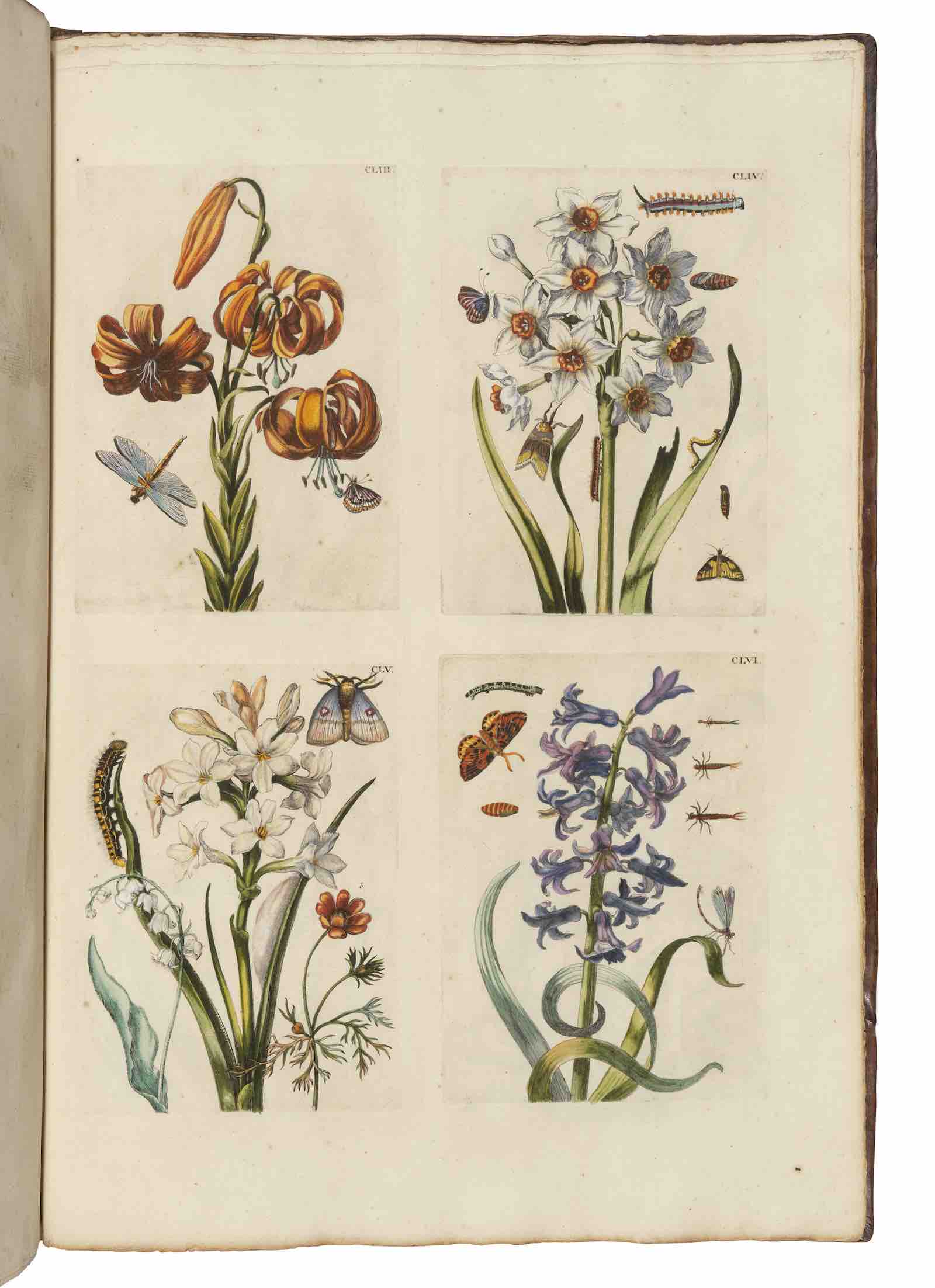 Lot 20: De Europische Insecten, Naauwkeurig onderzogt