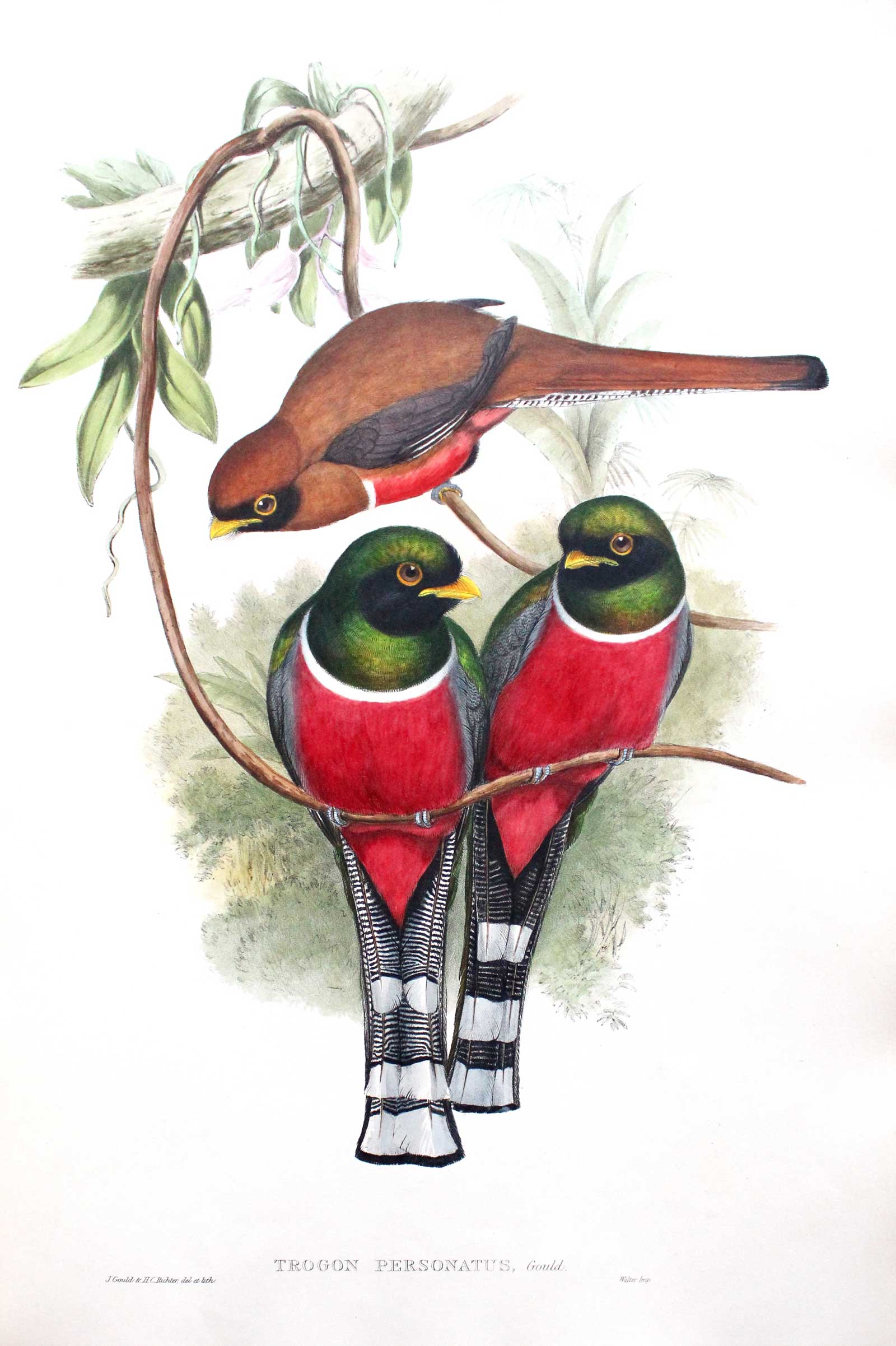 Illustration from John Gould’s Monograph of the Trogonidae