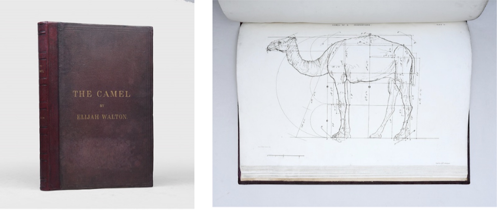 The Camel: its Anatomy, Proportions, and Paces by Elijah Walton