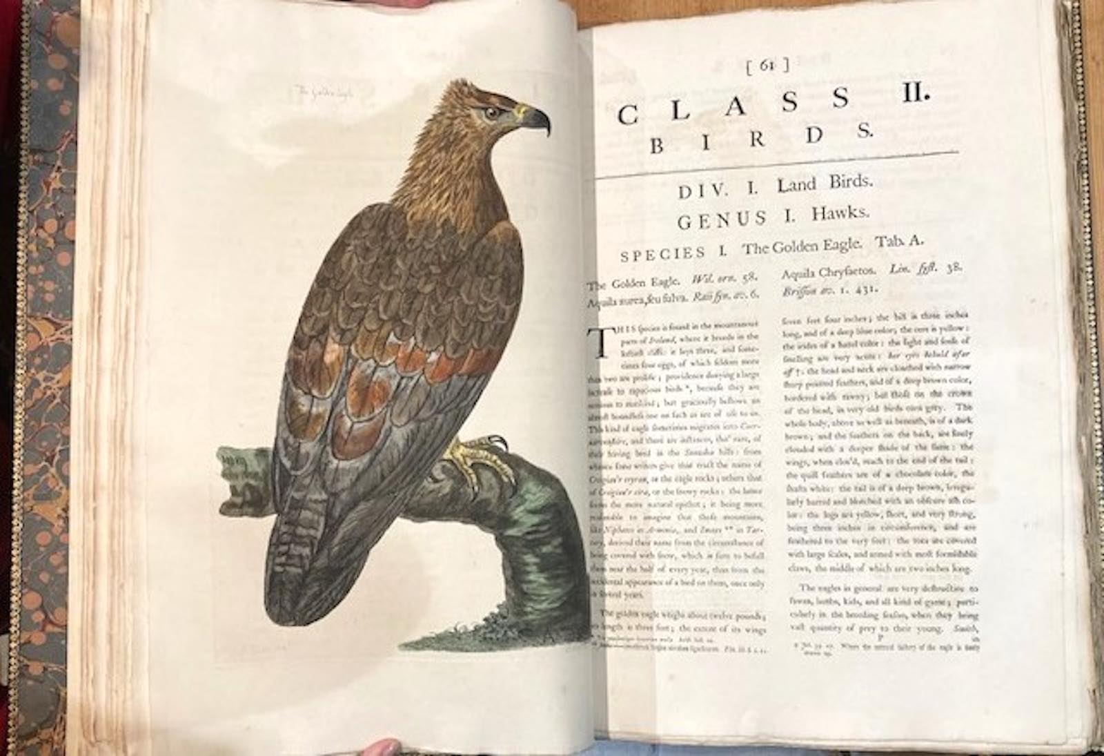 The British Zoology by Thomas Pennant