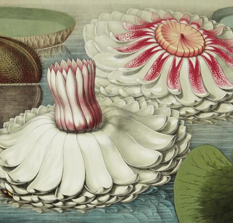 Victoria Regia
