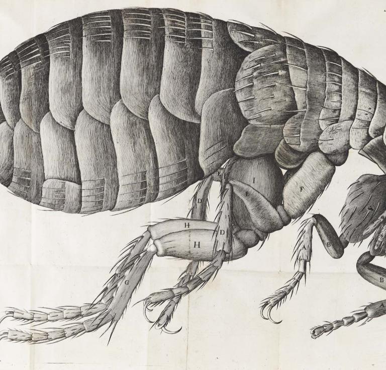 Hooke's fly