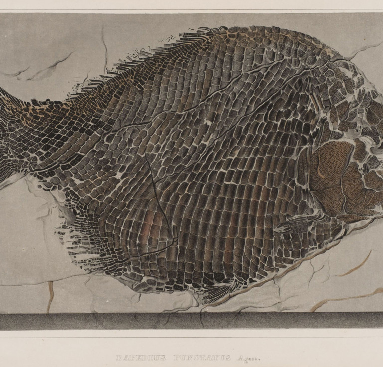 Plate of a fossilized flounder-like fish.