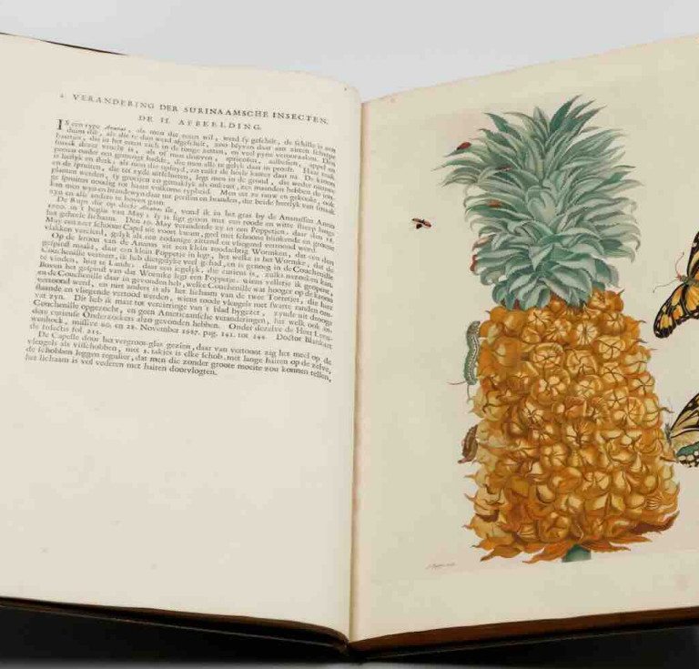 Over de Voortteling en Wonderbaerlyke Veranderingen der Surinaamsche Insecten, third Dutch edition of the magnus opus by Maria Sibylla Merian, with 72 plates (Jean Frederic Bernard, Amsterdam, 1730)